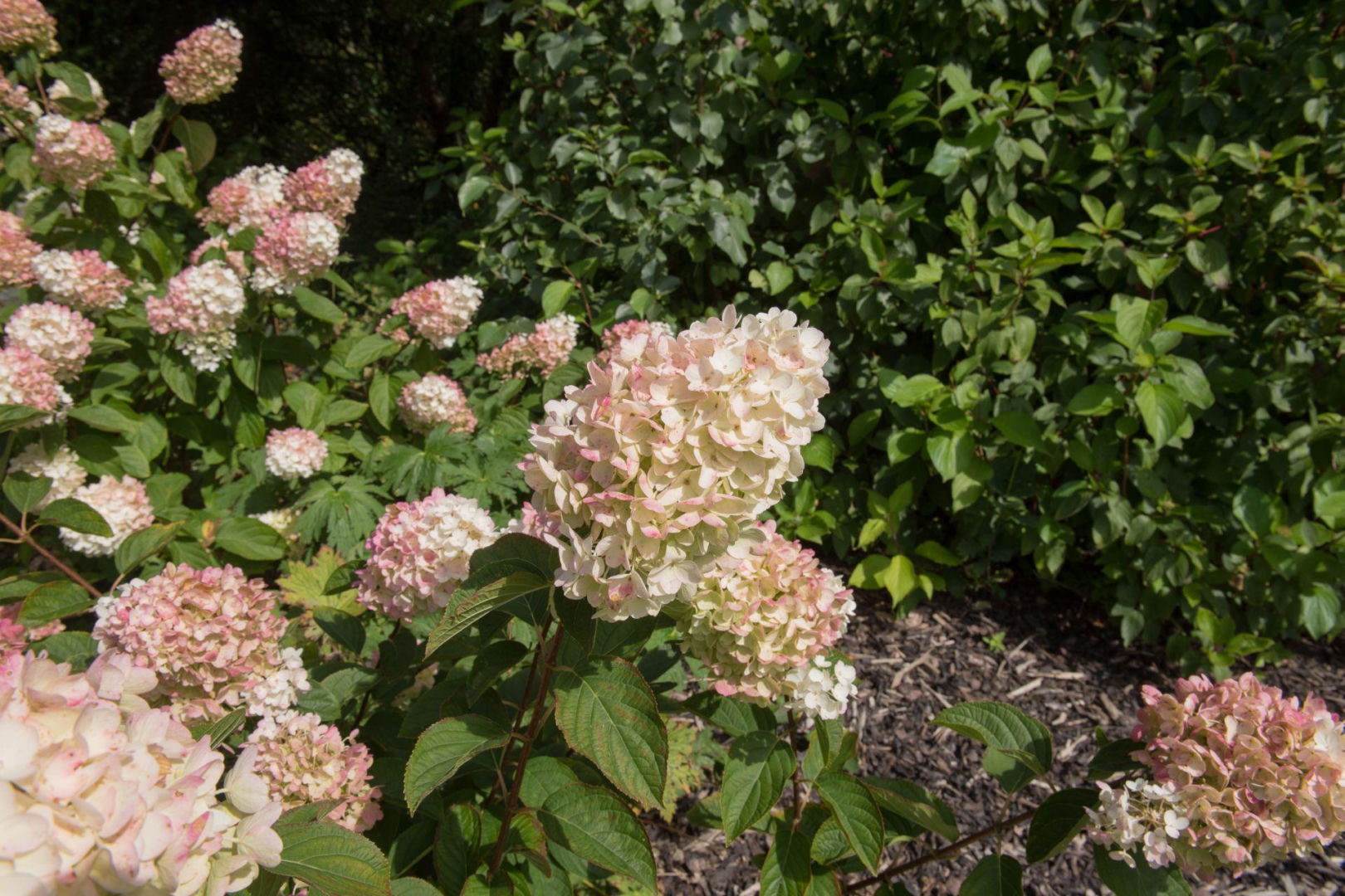 Winter Garden Do it now with your hydrangeas, otherwise they won't survive until spring! A simple procedure thanks to which you will have twice as many flowers as your neighbors in spring. Bouquet hydrangea care in winter
