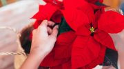 Potted flowers Do this when the leaves fall and the star of Bethlehem will bloom in a year. The poinsettia will have a beautiful red color for the next holiday season