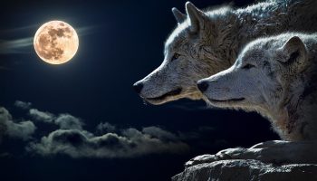 Astrology Full Moon in Cancer in January 2026. What will the Wolf Moon bring? This zodiac sign can count on luck