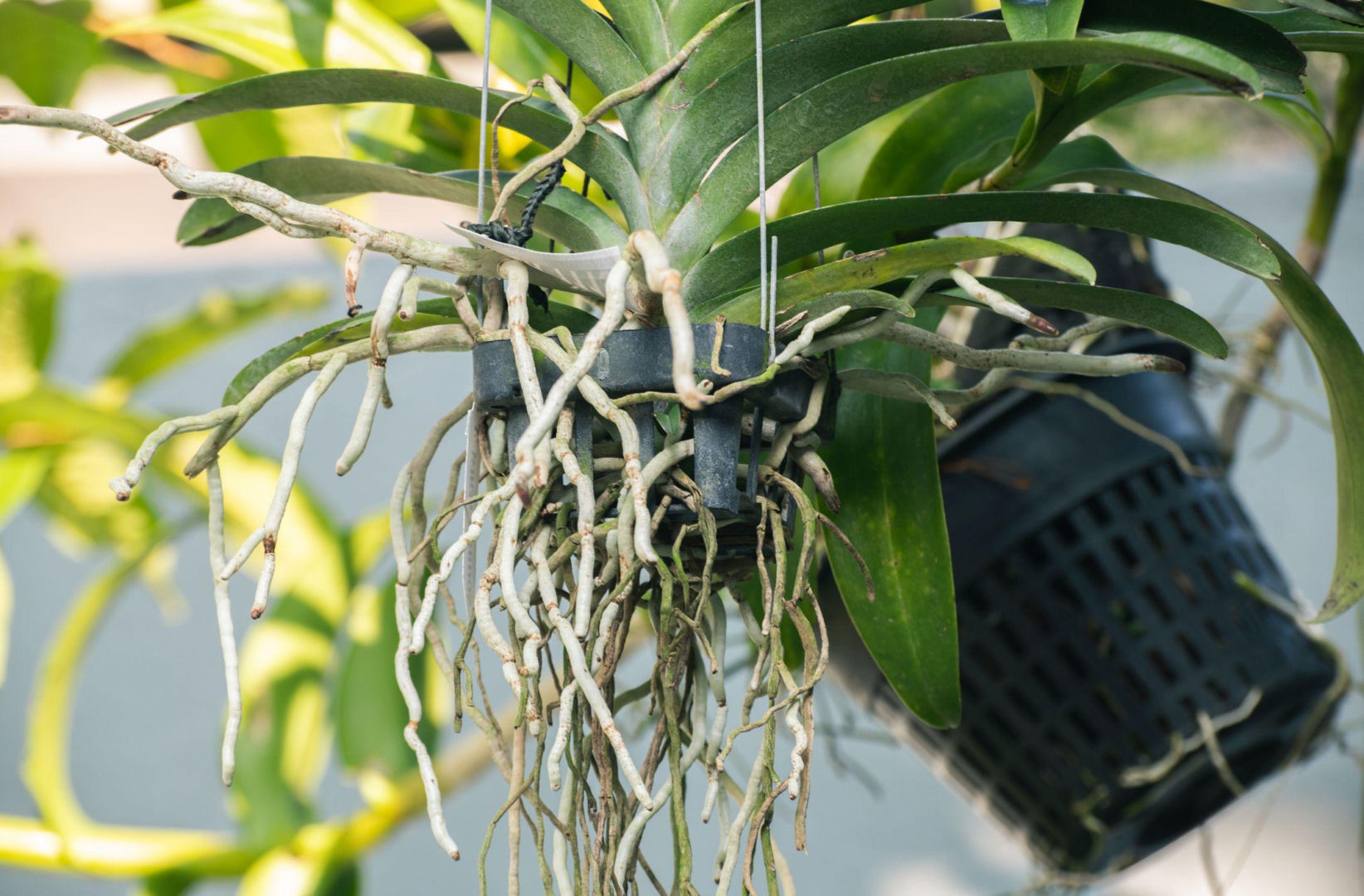 Potted flowers Take 1 teaspoon and water the orchids that are dying on the windowsills. After just 2 weeks you will see buds and the flower will be prettier than in the flower shop. Orchid care