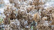Garden in winter Do this with hydrangeas in January and February, otherwise the bushes will not survive until spring 2026. Many people forget about it, and then instead of flowers there are empty stalks
