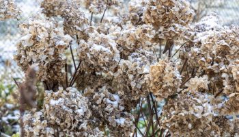 Garden in winter Do this with hydrangeas in January and February, otherwise the bushes will not survive until spring 2026. Many people forget about it, and then instead of flowers there are empty stalks