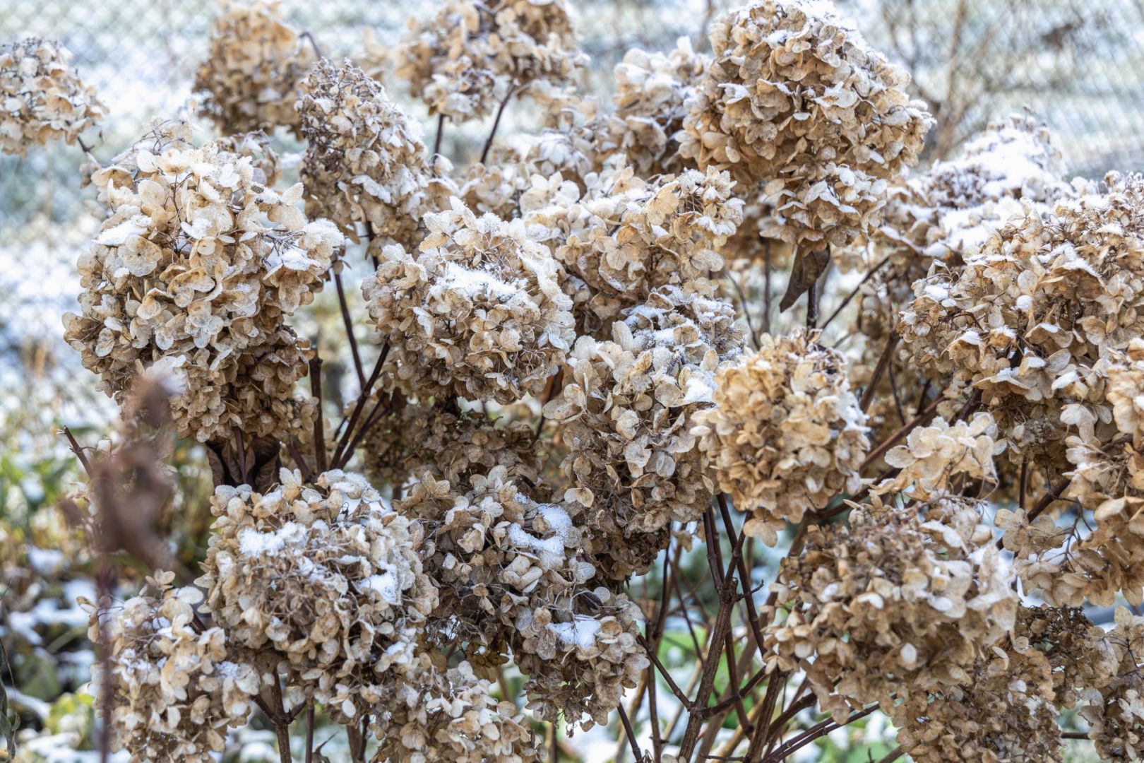 Garden in winter Do this with hydrangeas in January and February, otherwise the bushes will not survive until spring 2026. Many people forget about it, and then instead of flowers there are empty stalks