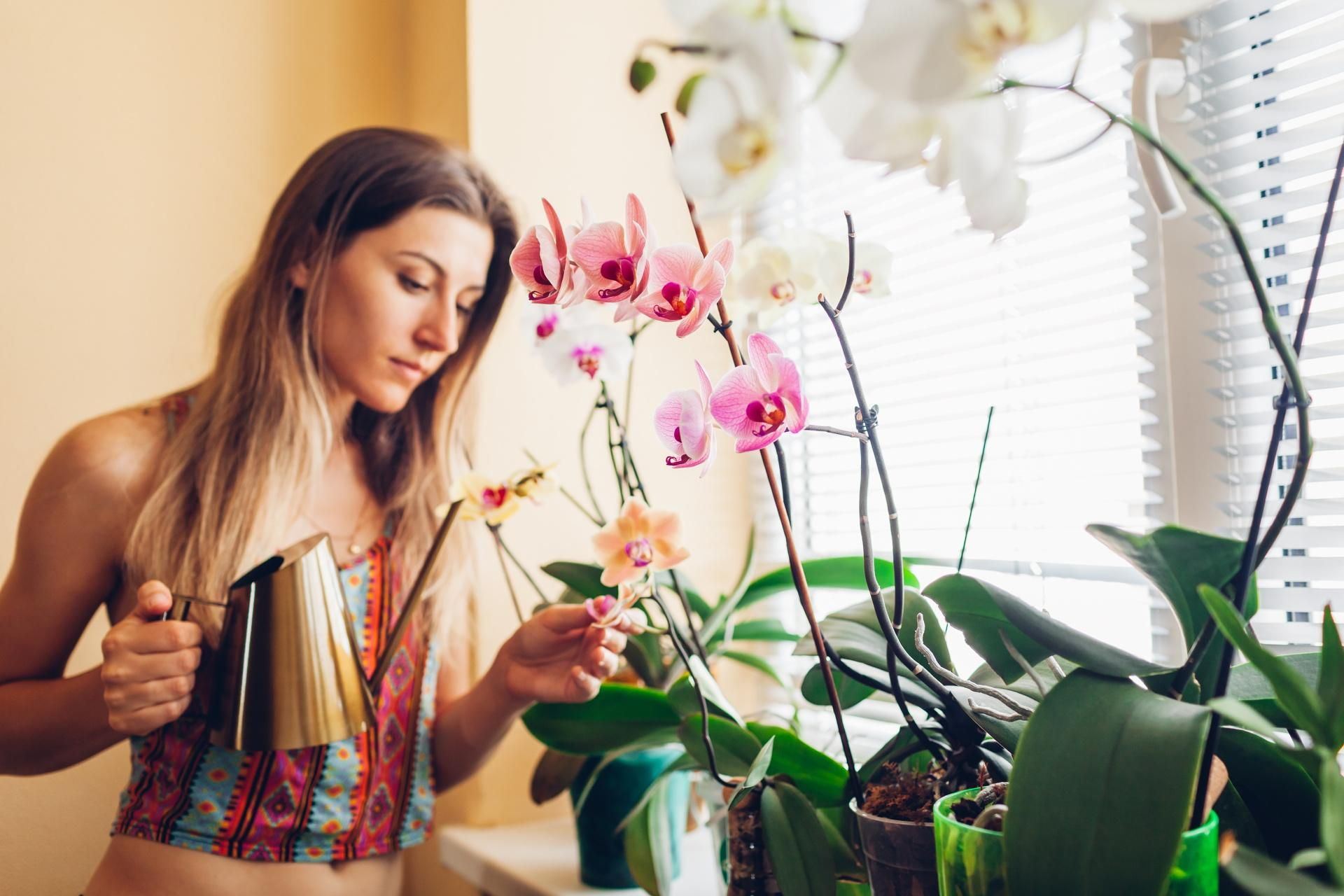 Potted plants I water my orchids with this every Tuesday. They bloom like crazy, and I have a bouquet of flowers in every pot. Orchid care
