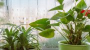 Plants at home Place this plant on the windowsill in the bedroom. It will absorb all the moisture from your windows in one night. A way to deal with moisture on windows