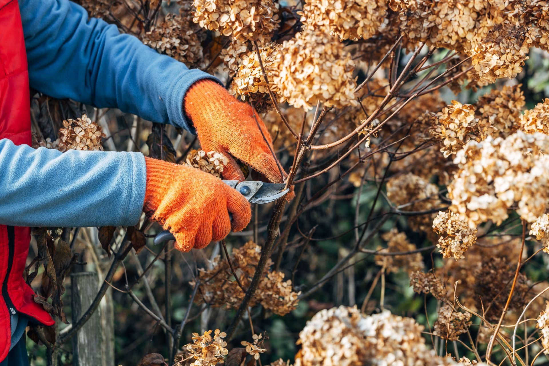 Preparations for spring An important date for hydrangea care is approaching! Without it, you won't be able to present spherical flowers in spring! Many people forget about this, which is why hydrangeas do not bloom so beautifully