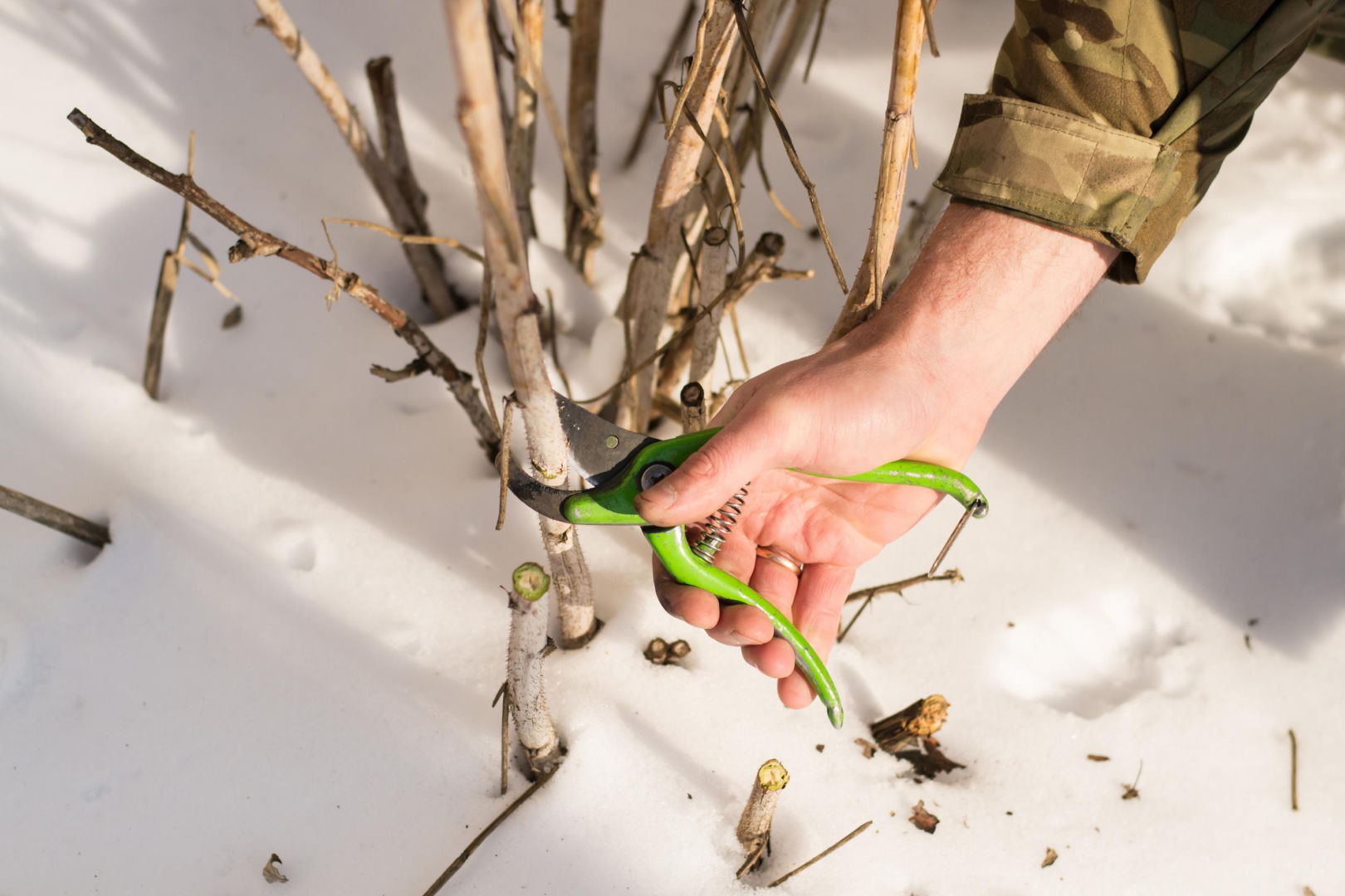 Gardener's calendar A very important date for the care of raspberry bushes is approaching! Without it, the raspberries will become flabby and flaccid. Be sure to mark this date in your gardener's calendar