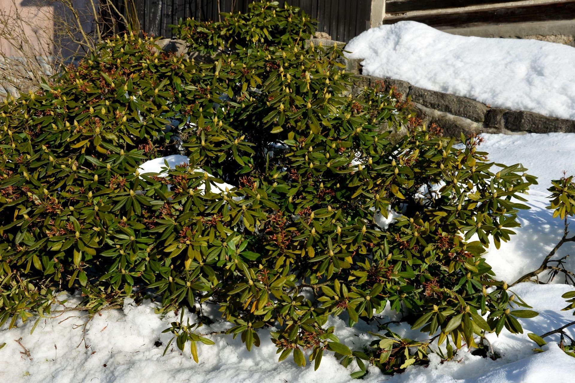 Garden in winter Do it this weekend with rhododendron in the garden. After a frosty winter, it will bloom like a king, leaving the neighbors speechless. Rhododendron care in winter