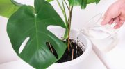 Potted Plant Care Just give this to your monstera plant once a month and it will sprout lots of new leaves. You'll brew it and you won't believe it. Homemade monstera conditioner