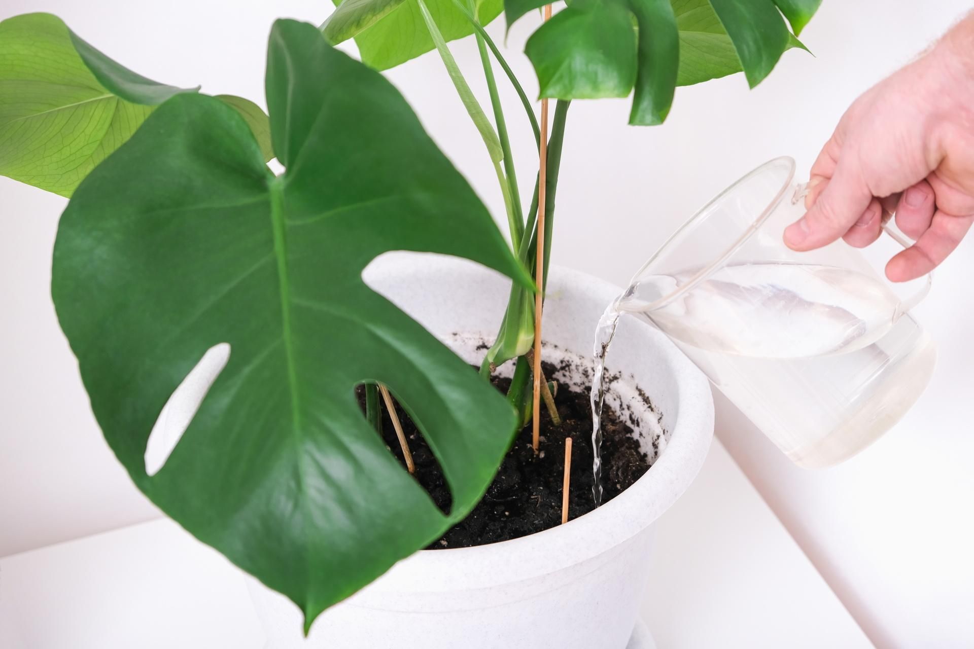 Potted Plant Care Just give this to your monstera plant once a month and it will sprout lots of new leaves. You'll brew it and you won't believe it. Homemade monstera conditioner