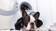Tips for dog owners Put 1 roller into the washing machine if you have a dog and wash it. Clothes and textiles will be perfectly clean. It will collect all the fluff and fur. How to get rid of hair while washing?