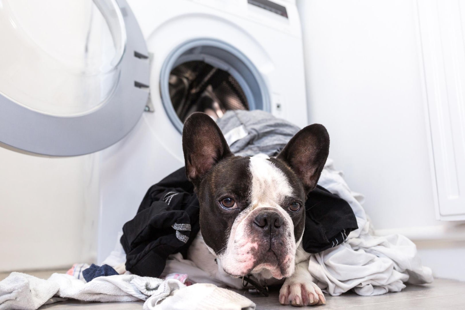 Tips for dog owners Put 1 roller into the washing machine if you have a dog and wash it. Clothes and textiles will be perfectly clean. It will collect all the fluff and fur. How to get rid of hair while washing?