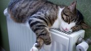Useful tips Put it on the radiator and after one night the household will feel better. It has a positive effect on heat and air and spreads a pleasant scent throughout the room. Do it in January with radiators