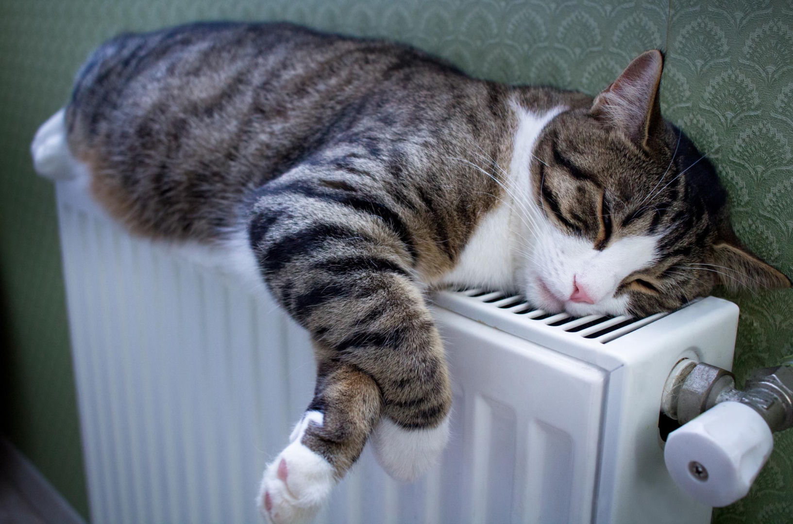 Useful tips Put it on the radiator and after one night the household will feel better. It has a positive effect on heat and air and spreads a pleasant scent throughout the room. Do it in January with radiators