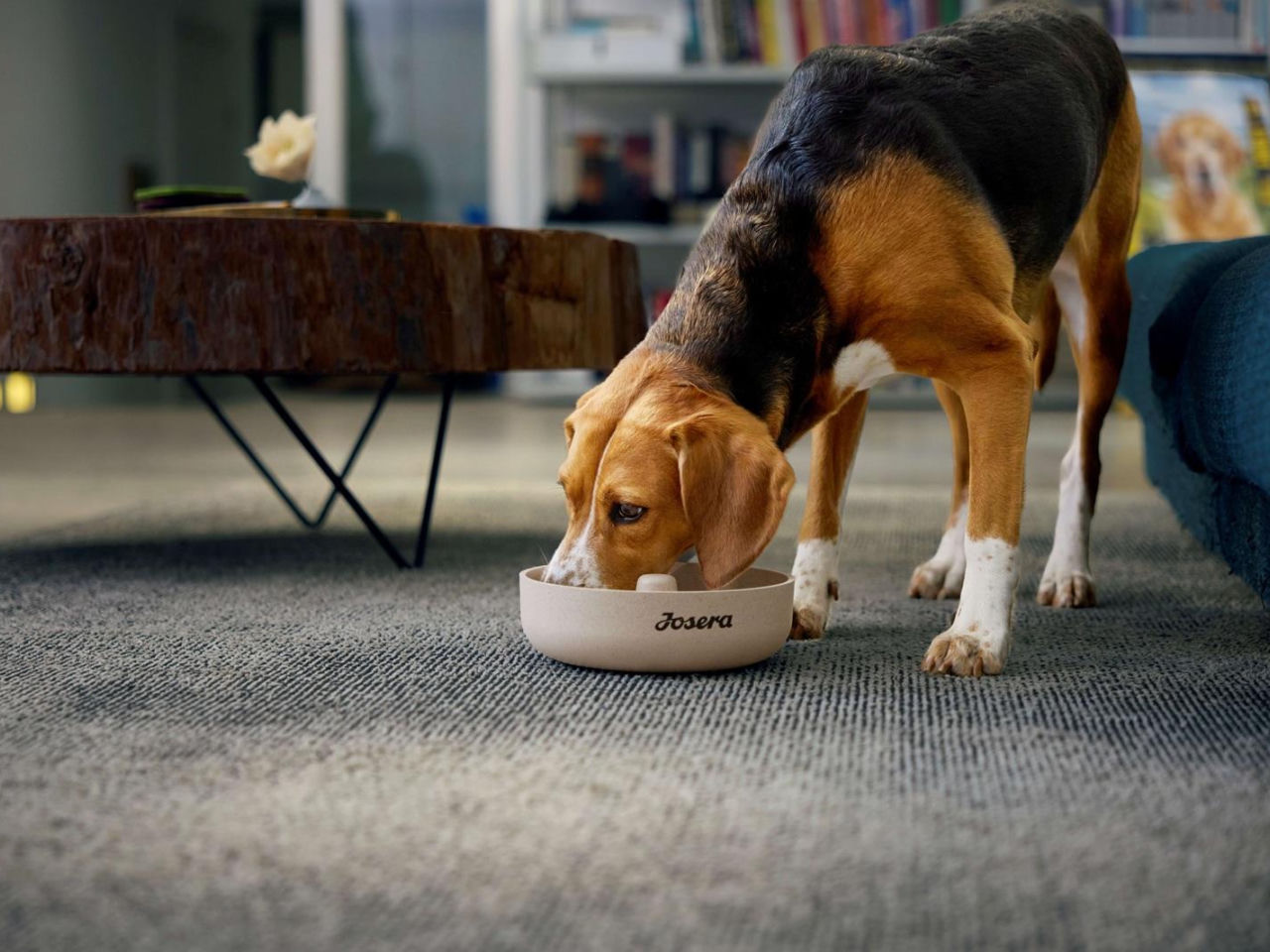 Animals in winter How to care for your dog during severe frosts. 5 practical tips for the coldest weeks of winter