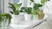 Winter tips Place it on the windowsill in winter. During the hardest frosts, it will save dying potted flowers and make the household feel better in one night.