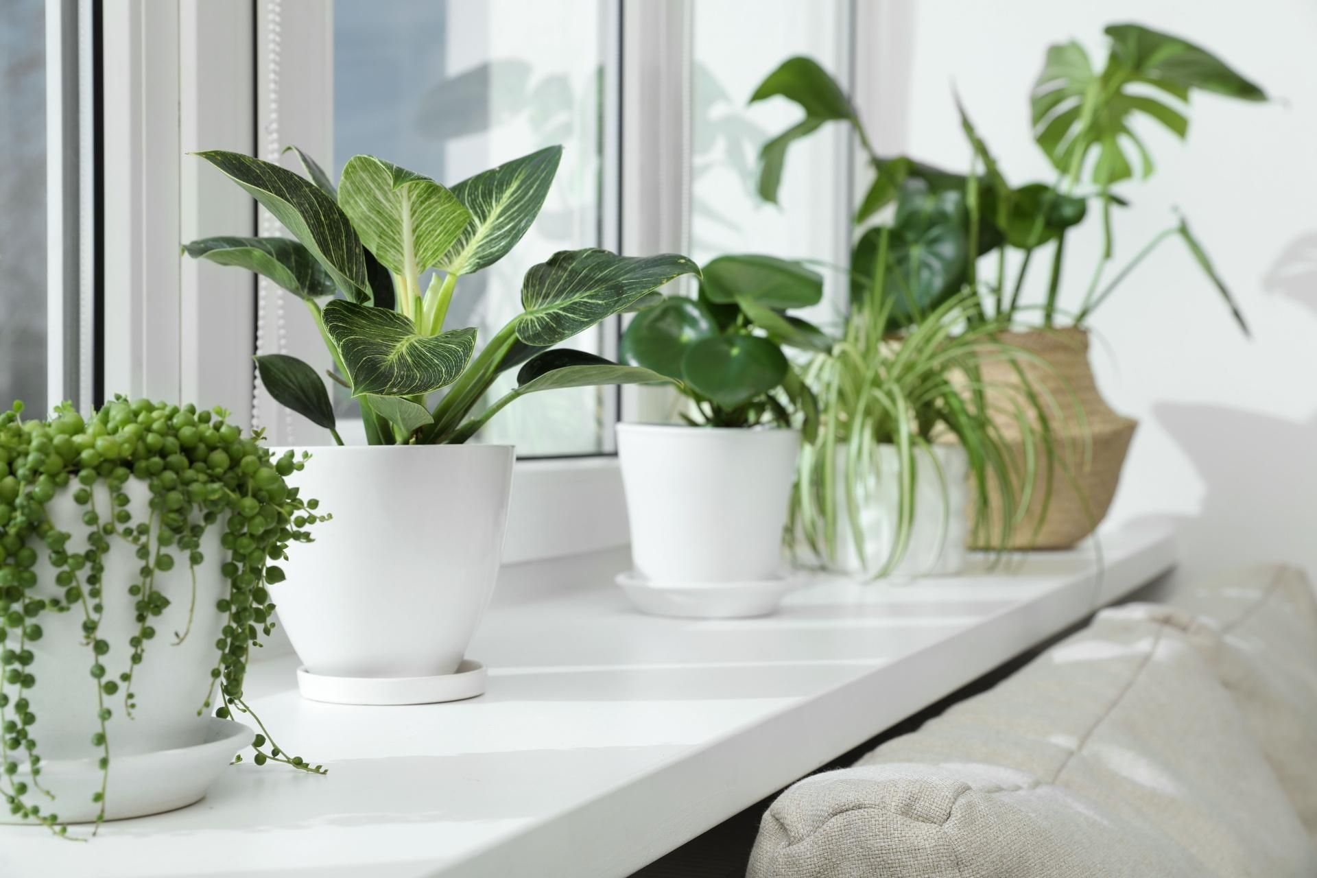 Winter tips Place it on the windowsill in winter. During the hardest frosts, it will save dying potted flowers and make the household feel better in one night.