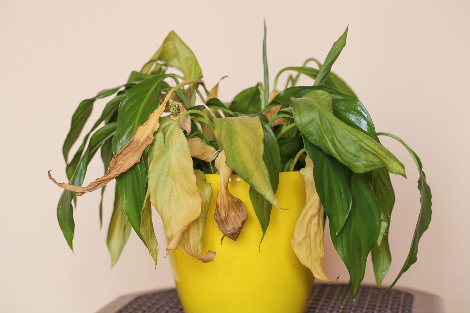 Potted flowers Take 3 tablespoons of these seeds and water the Spathiphyllum with your heart. The plant will wake up after winter and immediately sprout new buds. Stimulating conditioner for Spathiphyllum
