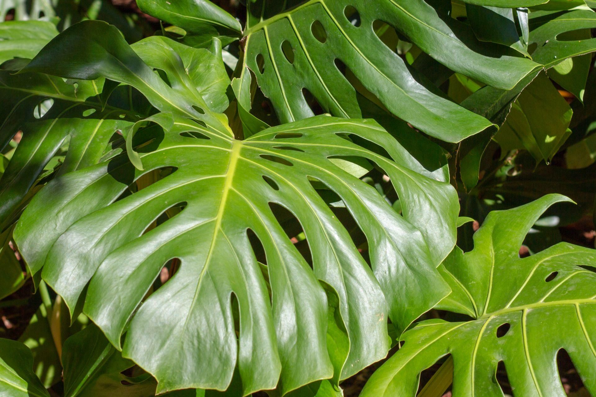 Potted plants I put it on a cloth and wipe the monstera. Combined with this homemade conditioner, the monstera grows like crazy. It puts out leaf after leaf