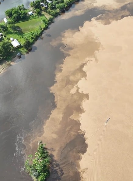 “Coffee with milk” from the Amazon: meeting of the Juruá and Môa rivers impresses in Acre