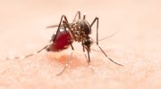 Mosquitoes have changed the 'menu': find out why they increasingly prefer to bite humans