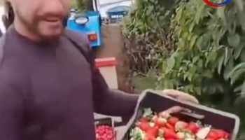 Producer discards around 500 kilos of strawberries after price drop: “does the L”