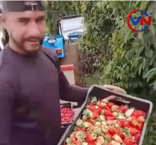 Producer discards around 500 kilos of strawberries after price drop: “does the L”
