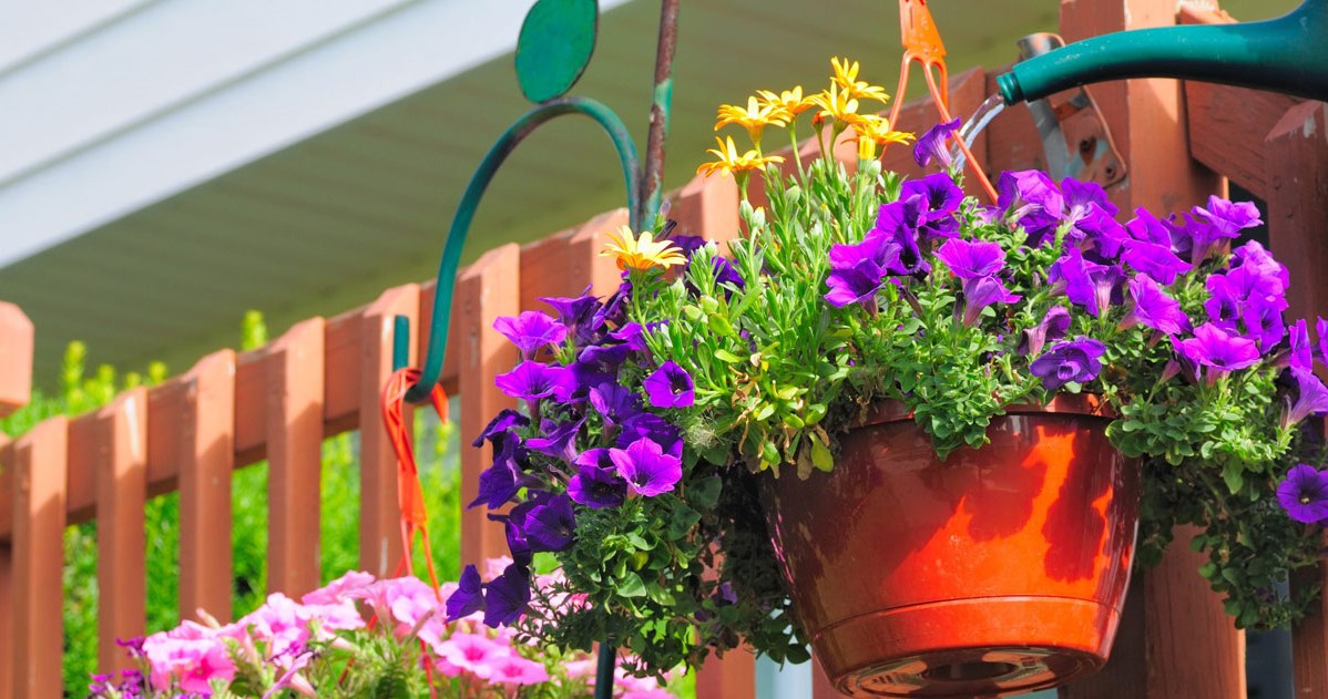 Petunias are a beautiful decoration for balconies. /123RF/PICSEL