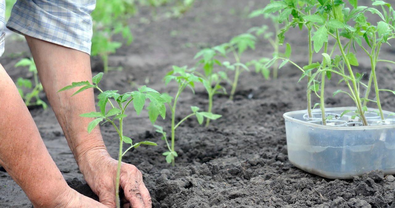 I water my tomato seedlings with this. They are strong and bear fruit faster