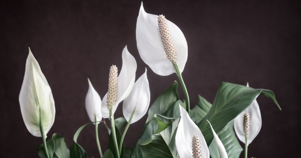 Instead of putting it in the trash, put it in a Spathiphyllum pot. It will shoot flowers like a slingshot