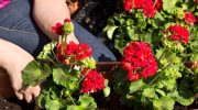 Be sure to do this with geraniums in February. Otherwise you can forget about the flowers