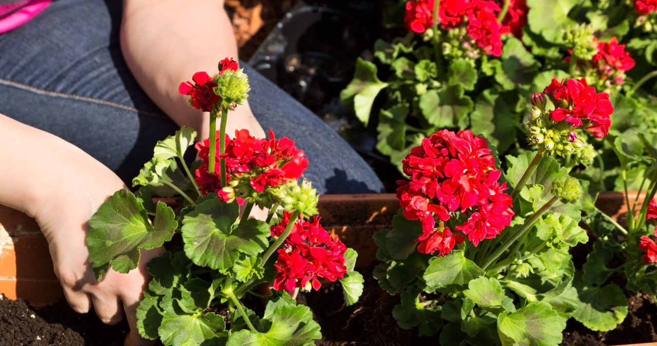 Be sure to do this with geraniums in February. Otherwise you can forget about the flowers