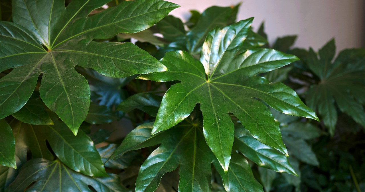 Japanese fatsia delights with its impressive leaves