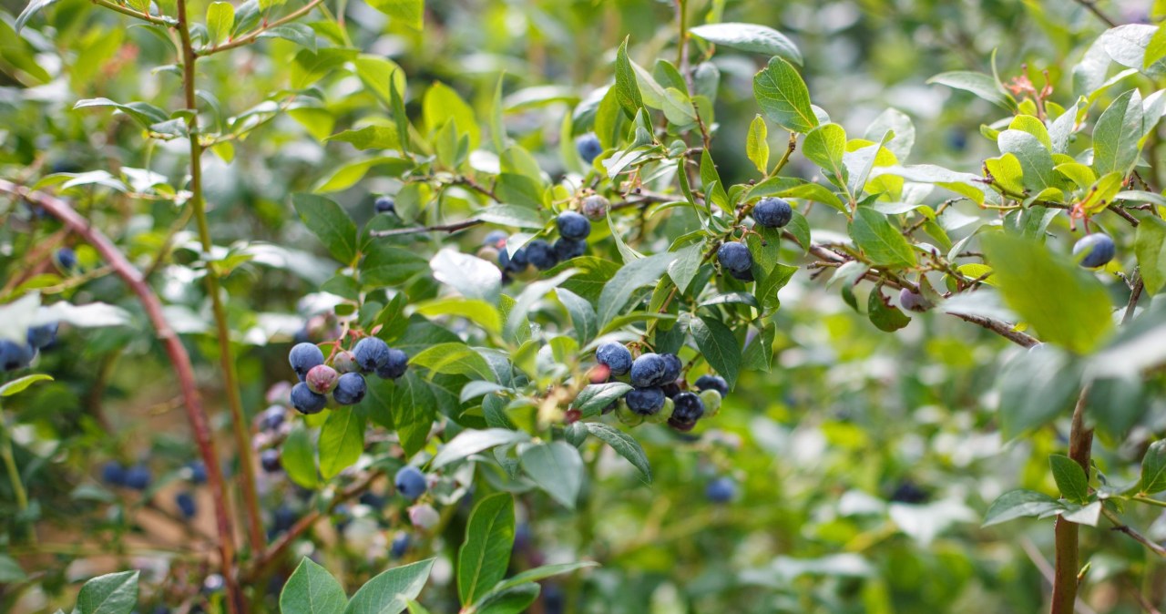 Grandma bury it under the blueberry tree in March. In summer, the bushes are full of fruit