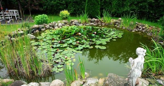 A well-kept pond is the decoration of every garden. /123RF/PICSEL