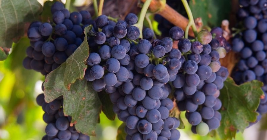 You will reap abundant harvests during the season if you prune your vines properly in winter.