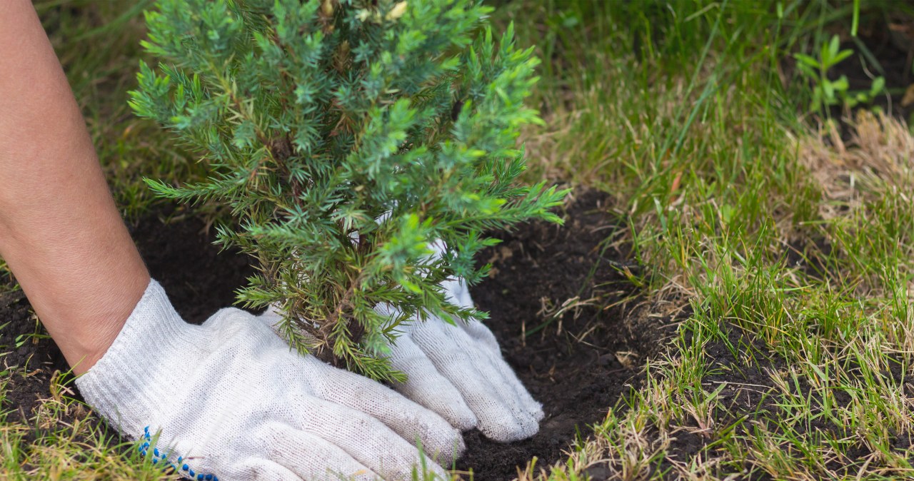 It is a good idea to plant a tree on the first day of spring. According to superstition, this way you can ensure happiness and prosperity. /123RF/PICSEL