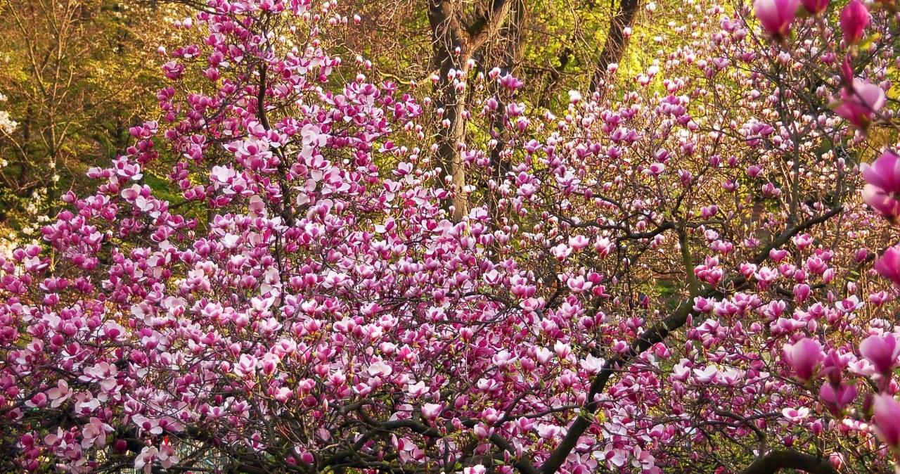 Magnolia is an attractive plant often grown in gardens. /123RF/PICSEL