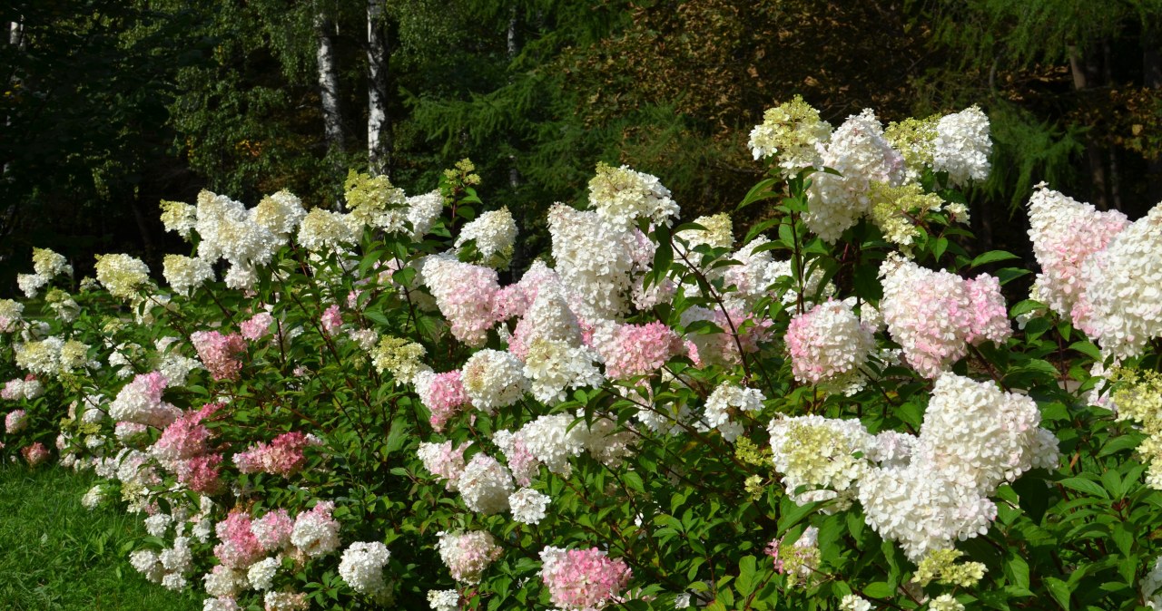 Bouquet hydrangeas, although resistant to frost, need protection at such low temperatures /123RF/PICSEL