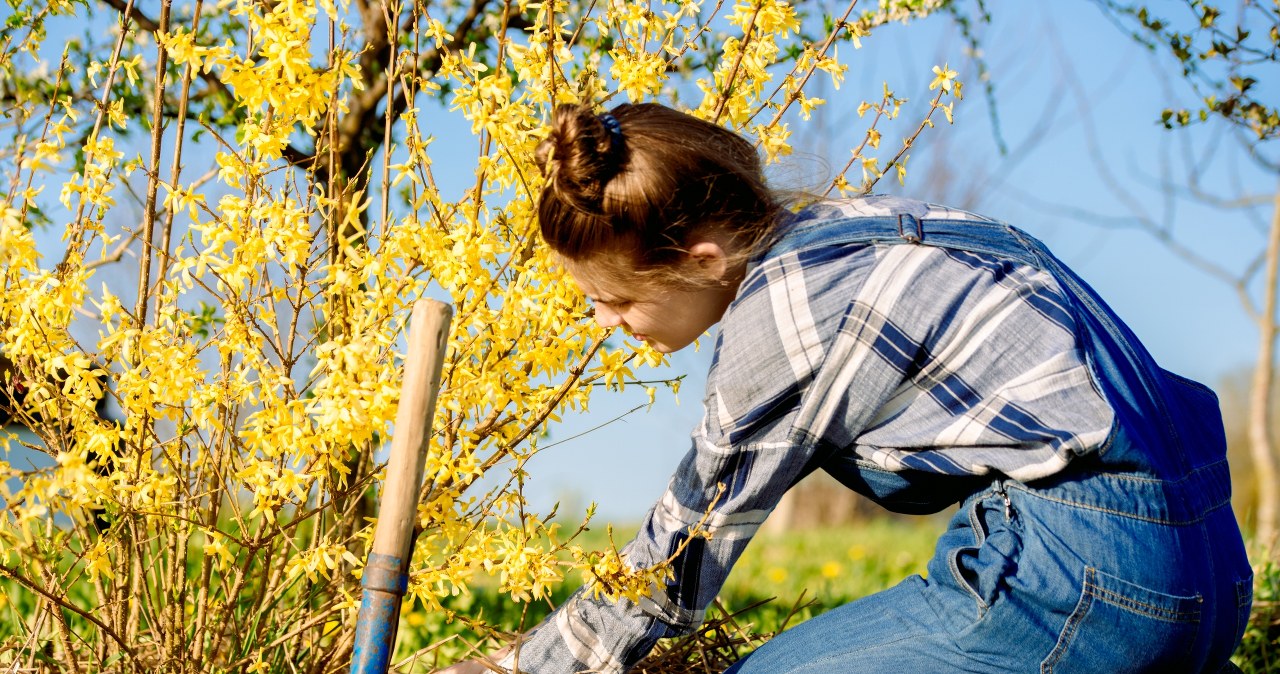 Forsythia is a charming shrub that blooms beautifully if we take care of it properly. /123RF/PICSEL