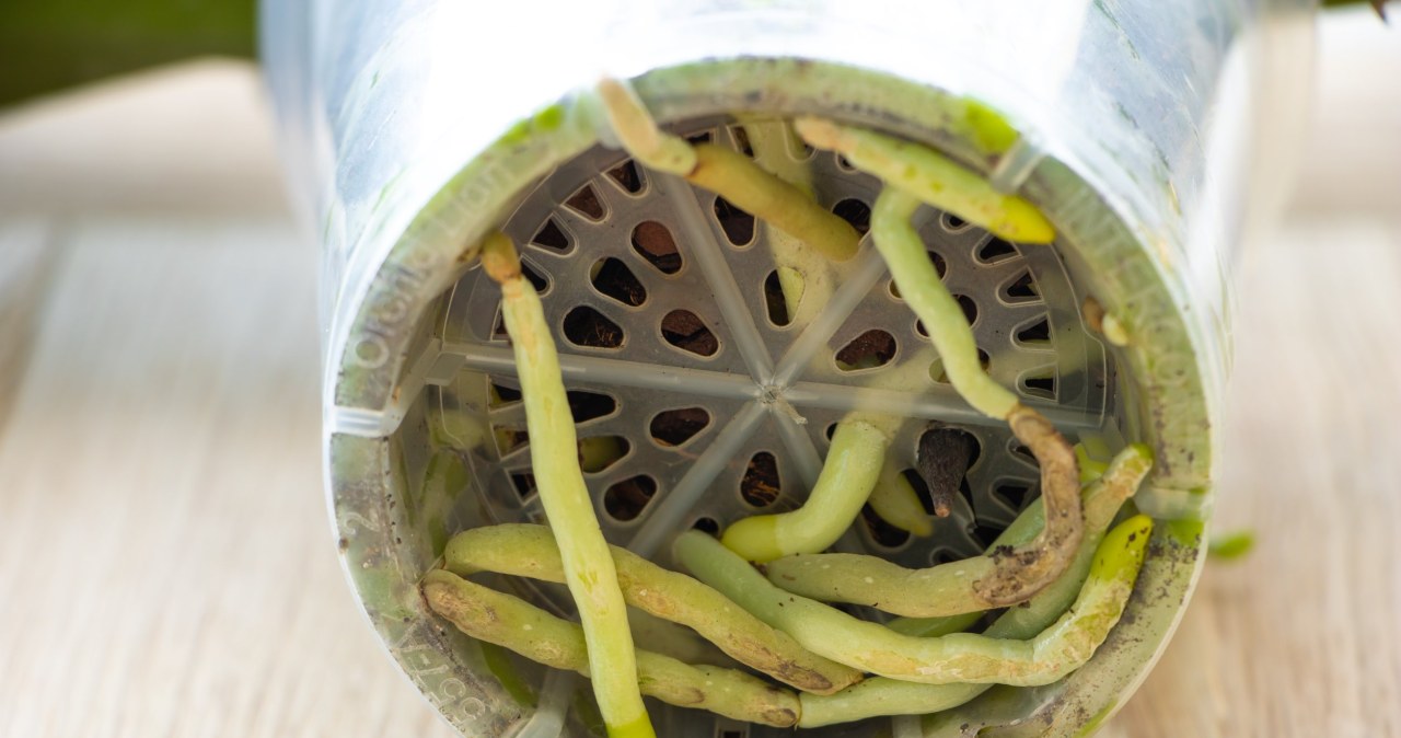 It is worth spraying orchid roots with diluted hydrogen peroxide