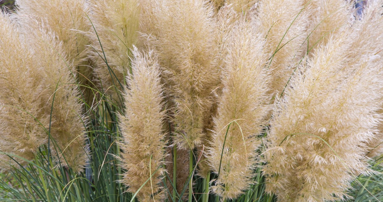 Ornamental grasses in the garden create a stunning effect. It is worth taking care of them before the /123RF/PICSEL season comes