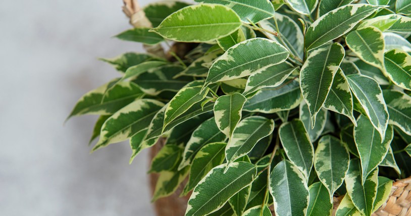 Ficus does not tolerate rubbing with a banana peel /123RF/PICSEL