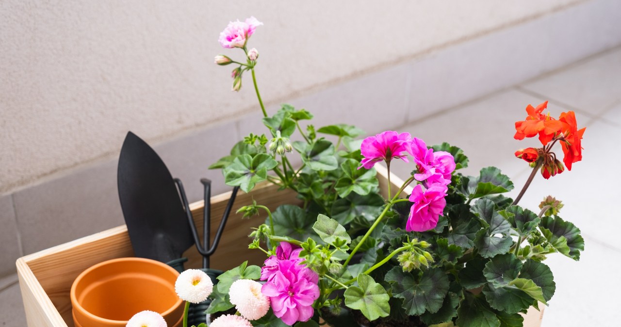 After waking up, geraniums should be placed in fresh, fertile soil. /123RF/PICSEL