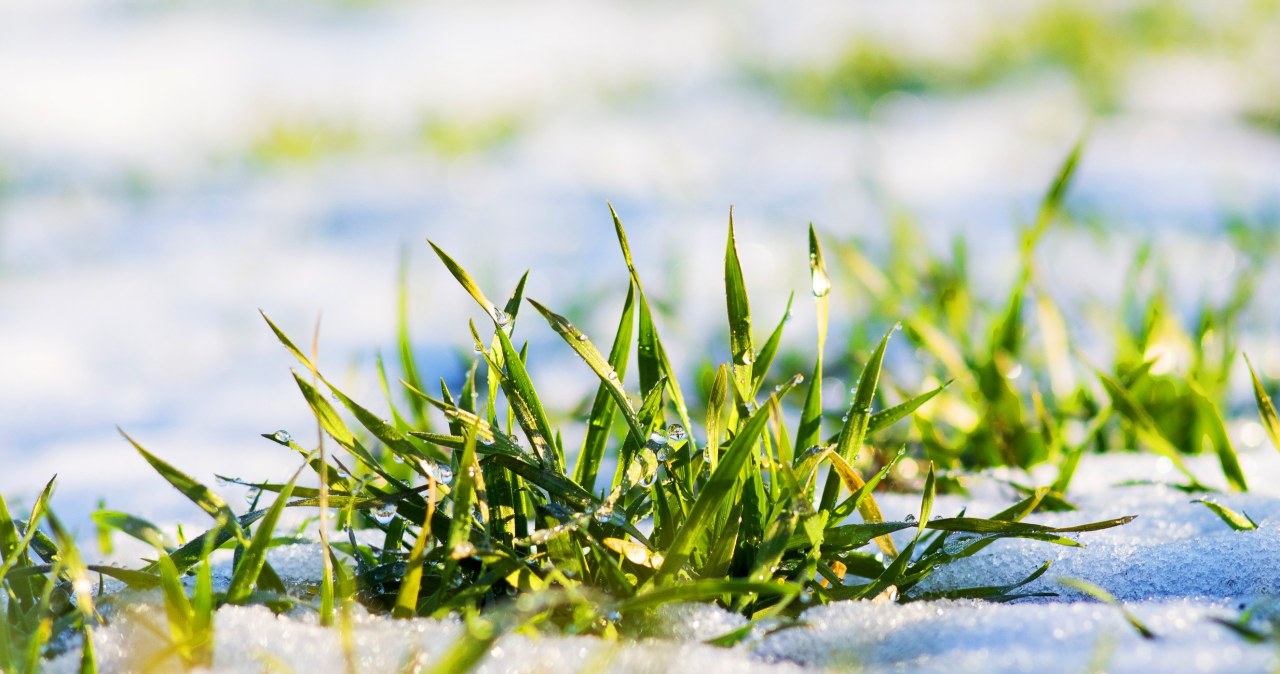 After winter, it is worth liming the lawn /123RF/PICSEL