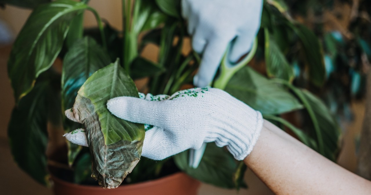 Do not cut off entire leaves to save your plant
