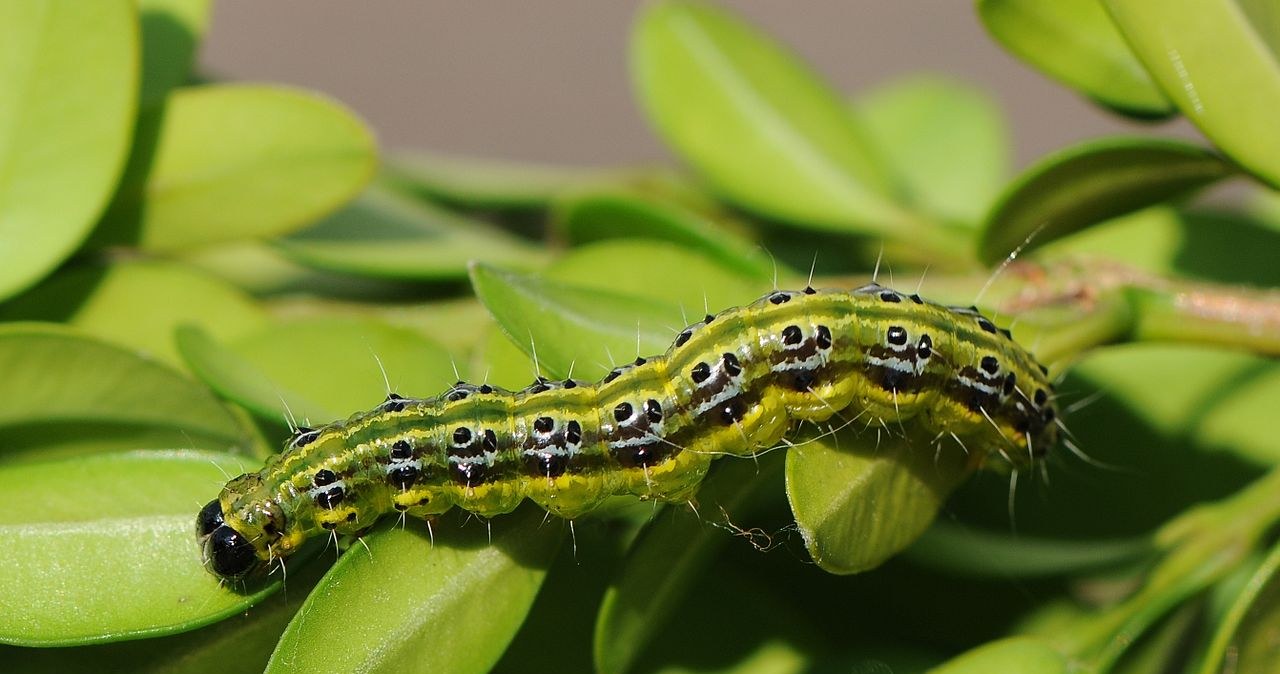 The boxwood moth is an invasive species that can cause great damage to your garden. /Wikimedia