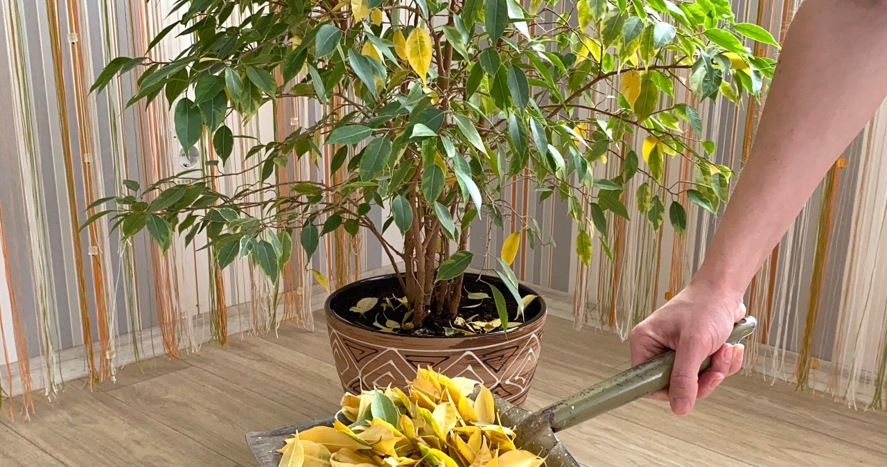 Ficus is a plant that is extremely sensitive to any changes in the environment. Then it quickly begins to lose its leaves