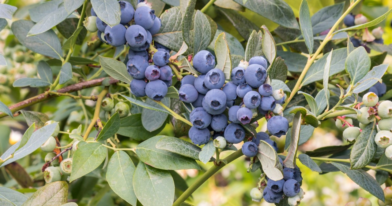 Grandma's way of fertilizing blueberries means that in the summer the bushes are overwhelmed with the amount of fruit