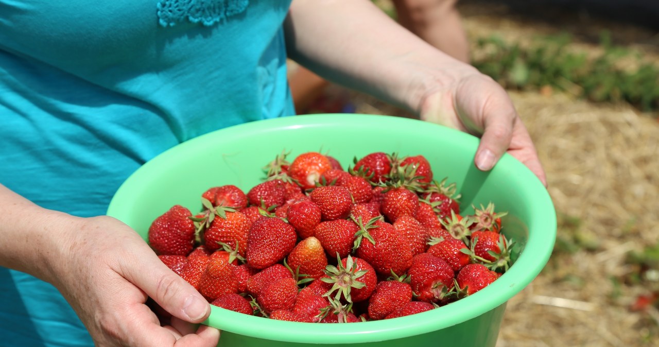 Thanks to a few simple steps taken in early spring, the bushes will be full of strawberries /123RF/PICSEL